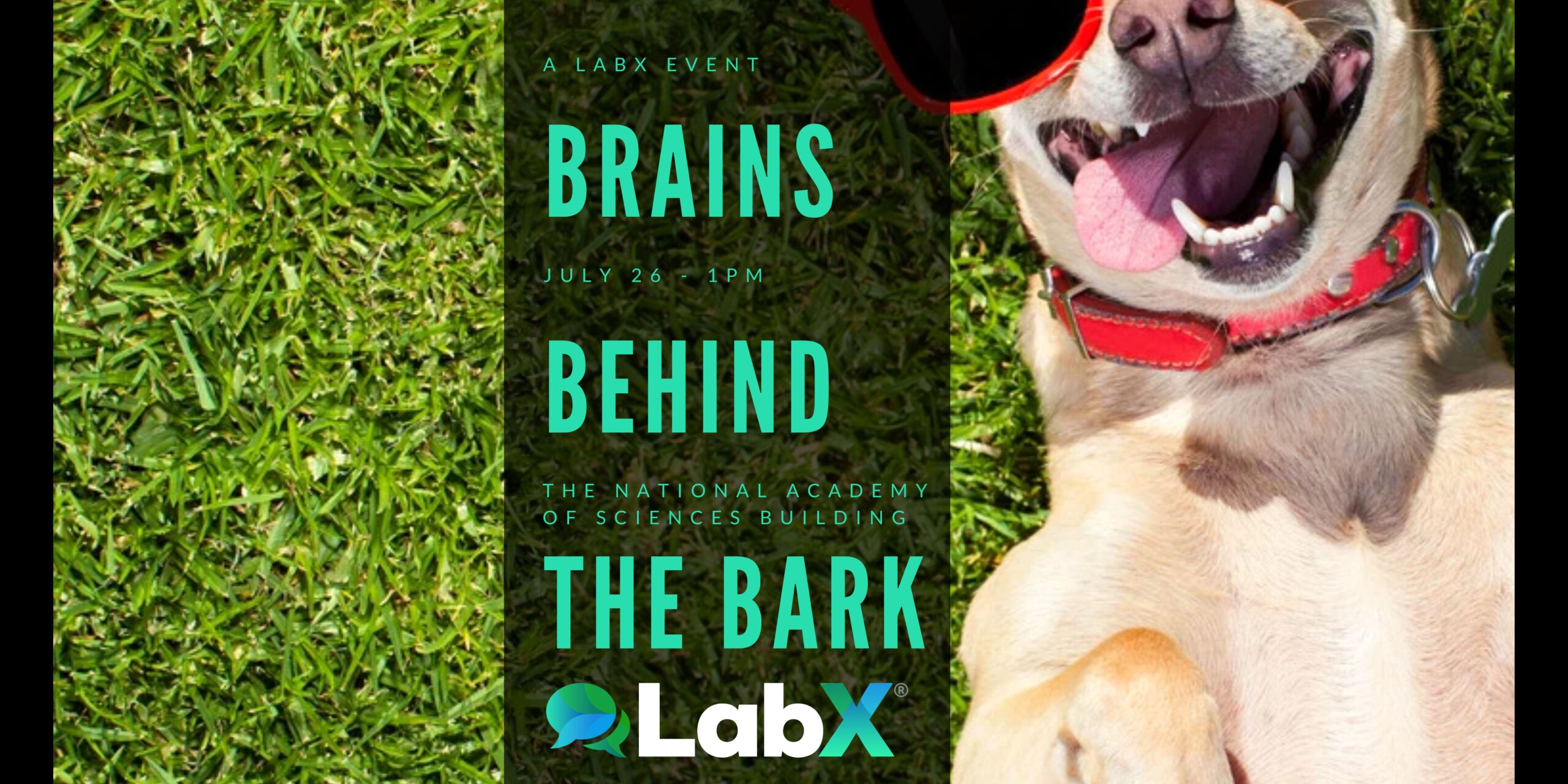dog cognition banner