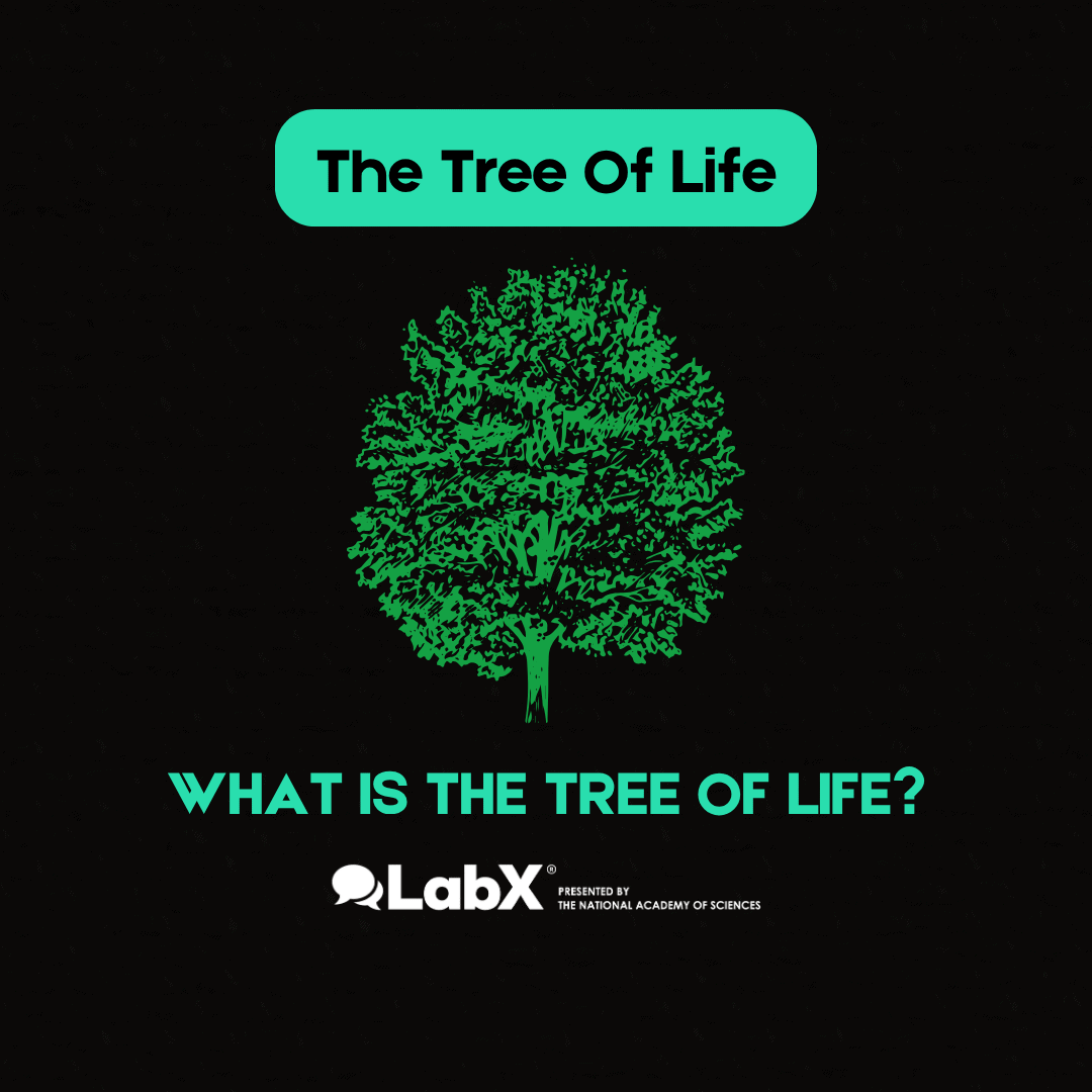 Tree Of Life Cover (Instagram Post)